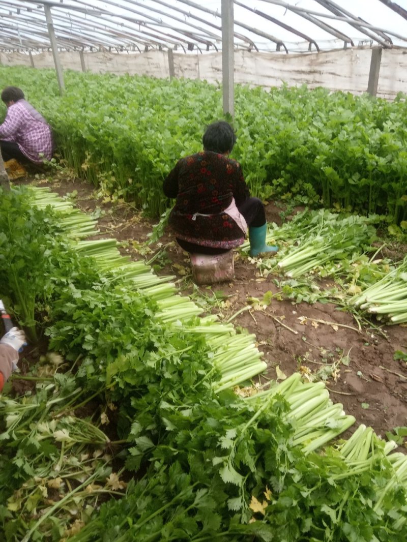 安徽芹菜大量上市了品种多西芹玻璃脆香芹可供选择产地可发货