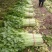 安徽芹菜大量上市了品种多西芹玻璃脆香芹可供选择产地可发货