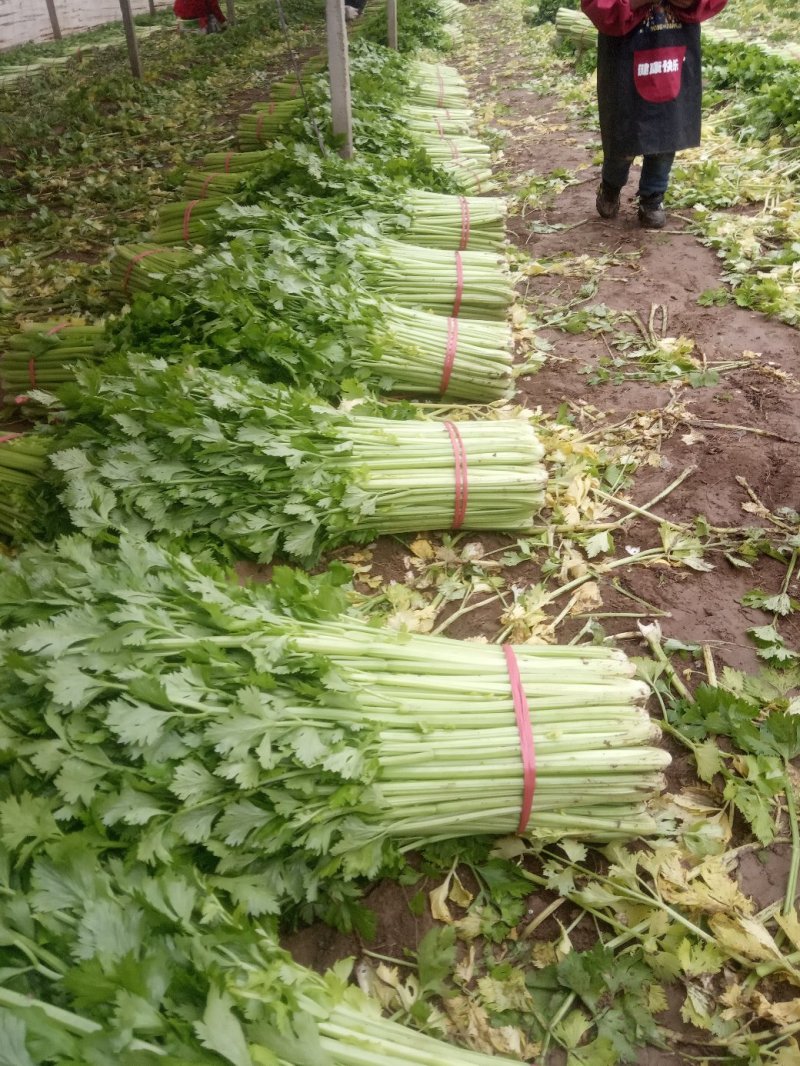 安徽芹菜大量上市了品种多西芹玻璃脆香芹可供选择产地可发货