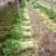 安徽芹菜大量上市了品种多西芹玻璃脆香芹可供选择产地可发货