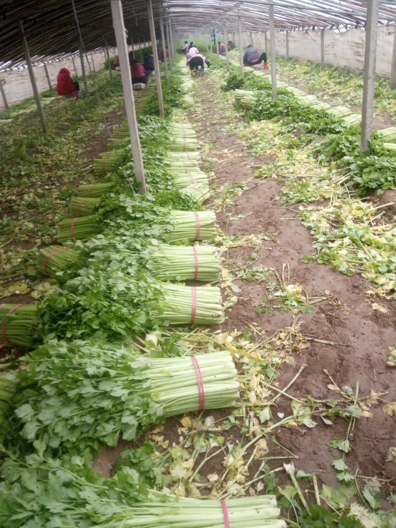安徽芹菜大量上市了品种多西芹玻璃脆香芹可供选择产地可发货