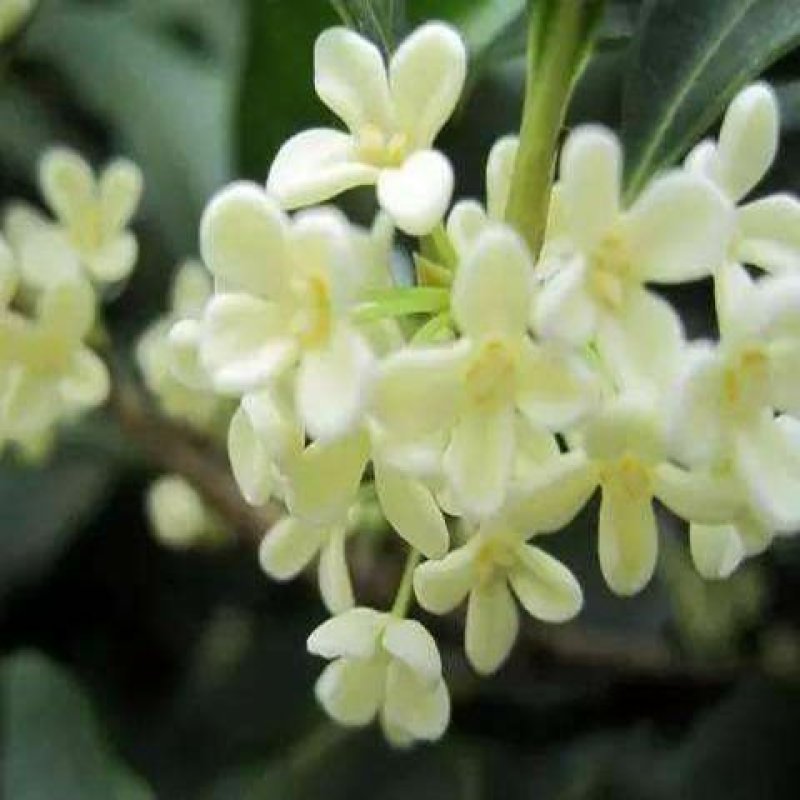 四季桂实生苗四季开花庭院阳台种植浓香型花卉室内种植