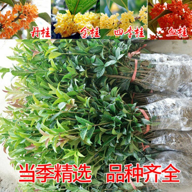四季桂实生苗四季开花庭院阳台种植浓香型花卉室内种植