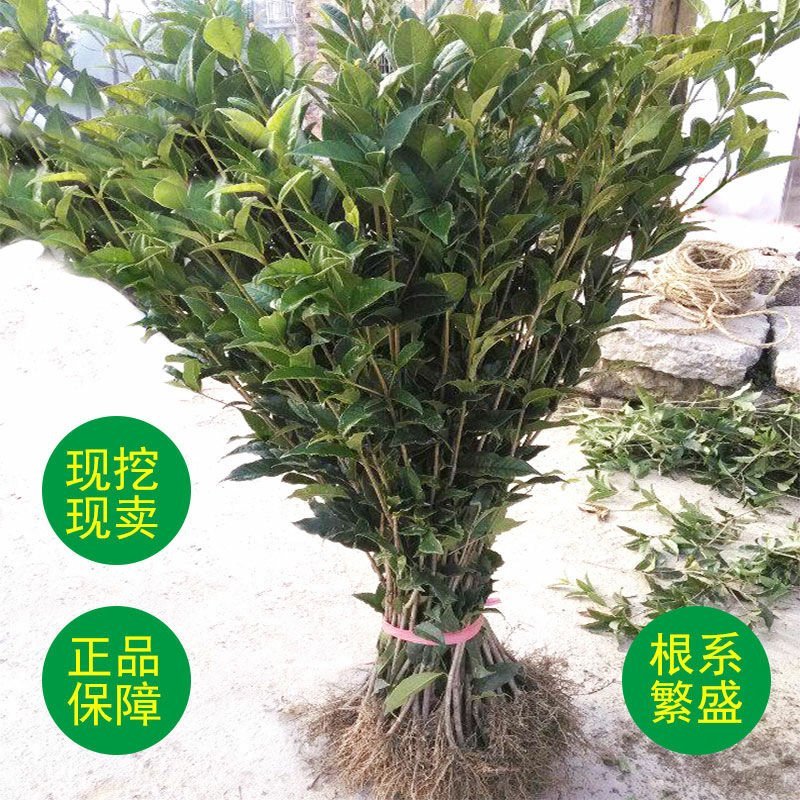 四季桂实生苗四季开花庭院阳台种植浓香型花卉室内种植