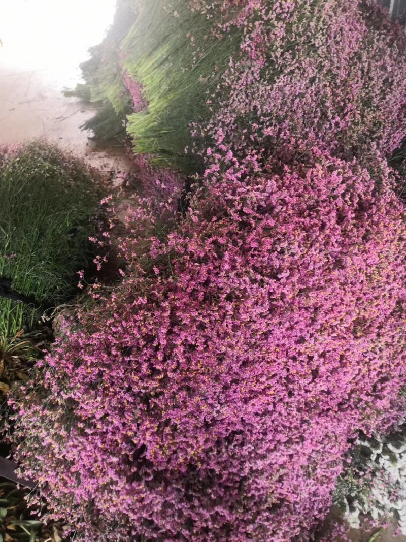 勿忘我水晶草情人草