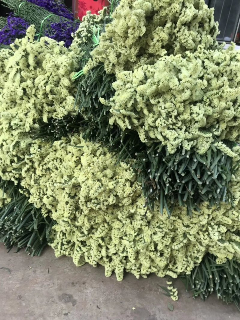 勿忘我水晶草情人草