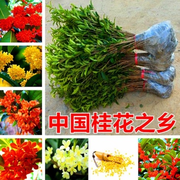 桂花实生苗庭院阳台植物盆栽地栽花卉植物品种齐全