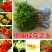 桂花实生苗庭院阳台植物盆栽地栽花卉植物品种齐全