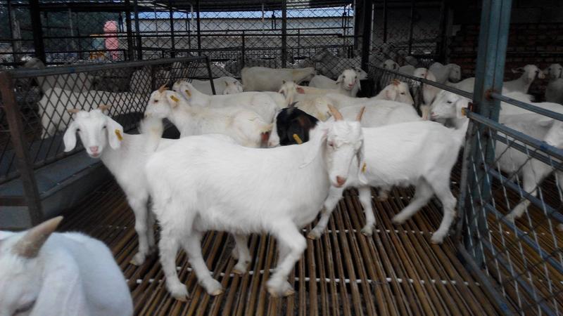 美国白山羊，种羊，繁殖羊，怀孕羊，羊苗，包成活，包技术