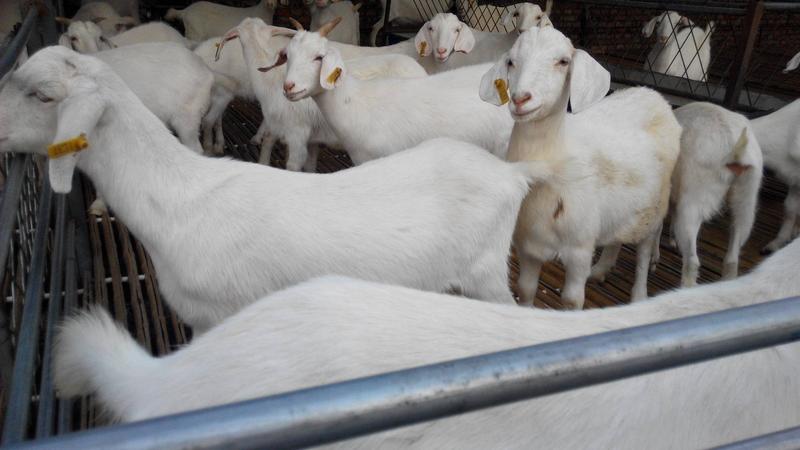 美国白山羊，种羊，繁殖羊，怀孕羊，羊苗，包成活，包技术
