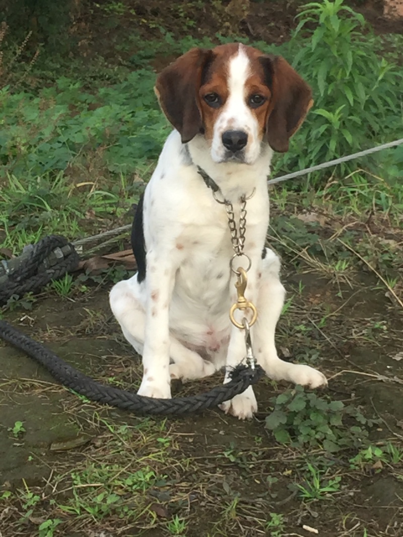 四川川东猎犬产地直供可以视频在线观看支持一亩