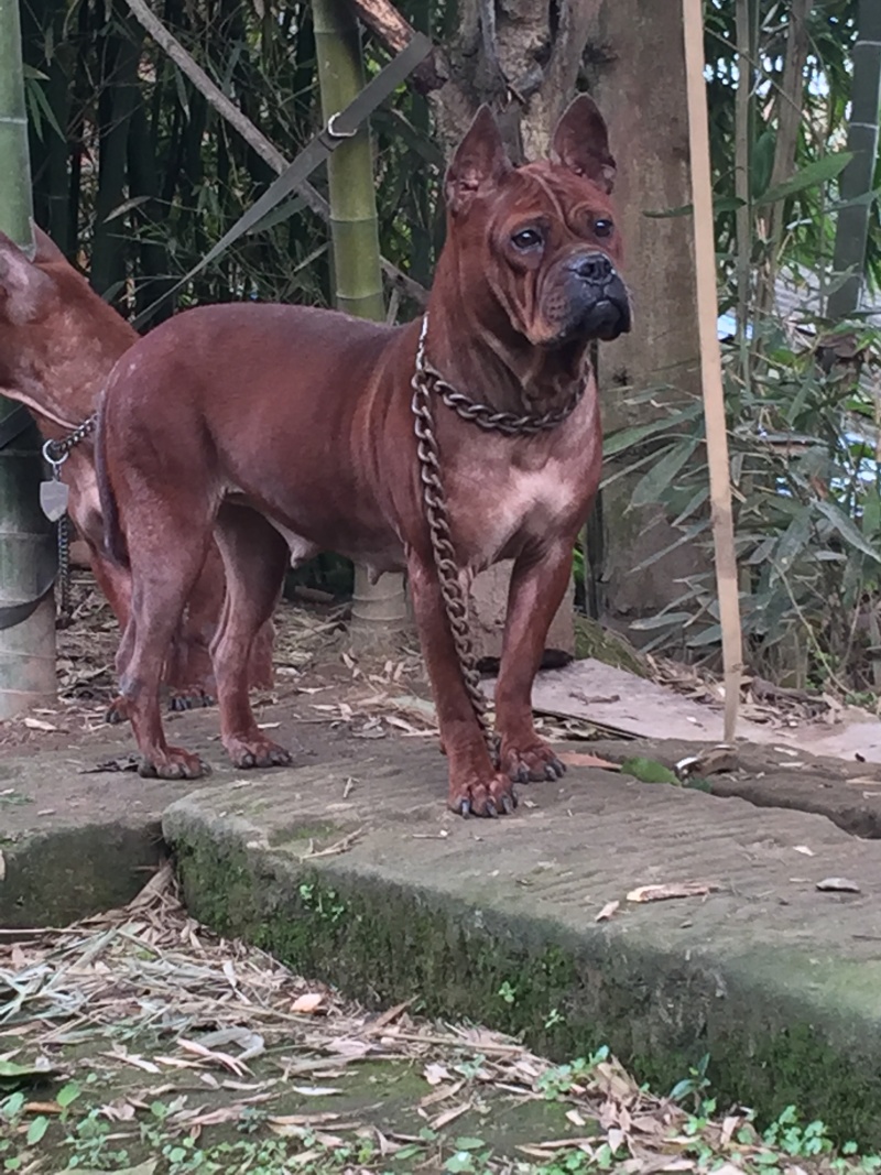 四川川东猎犬产地直供可以视频在线观看支持一亩