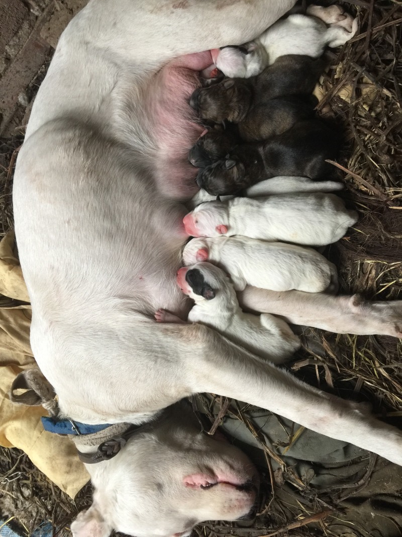 四川川东猎犬产地直供可以视频在线观看支持一亩