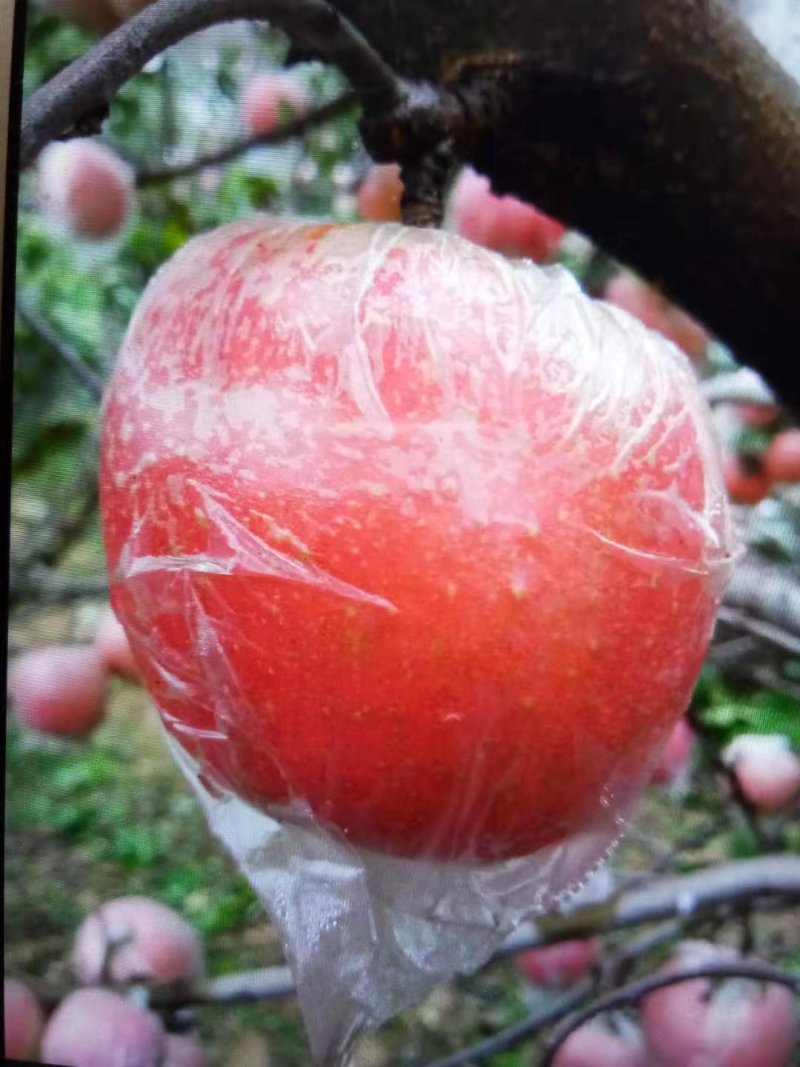 红富士苹果，口感甜脆，肉质细腻，外表红色好吃