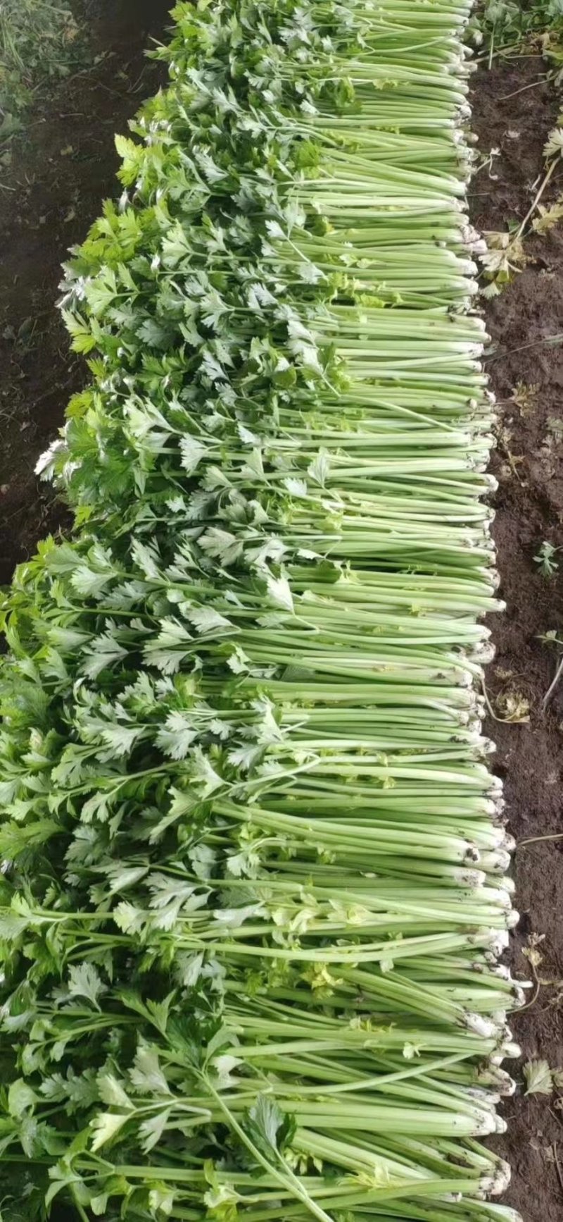 砀山精品芹菜万亩基地产地供货可视频看货