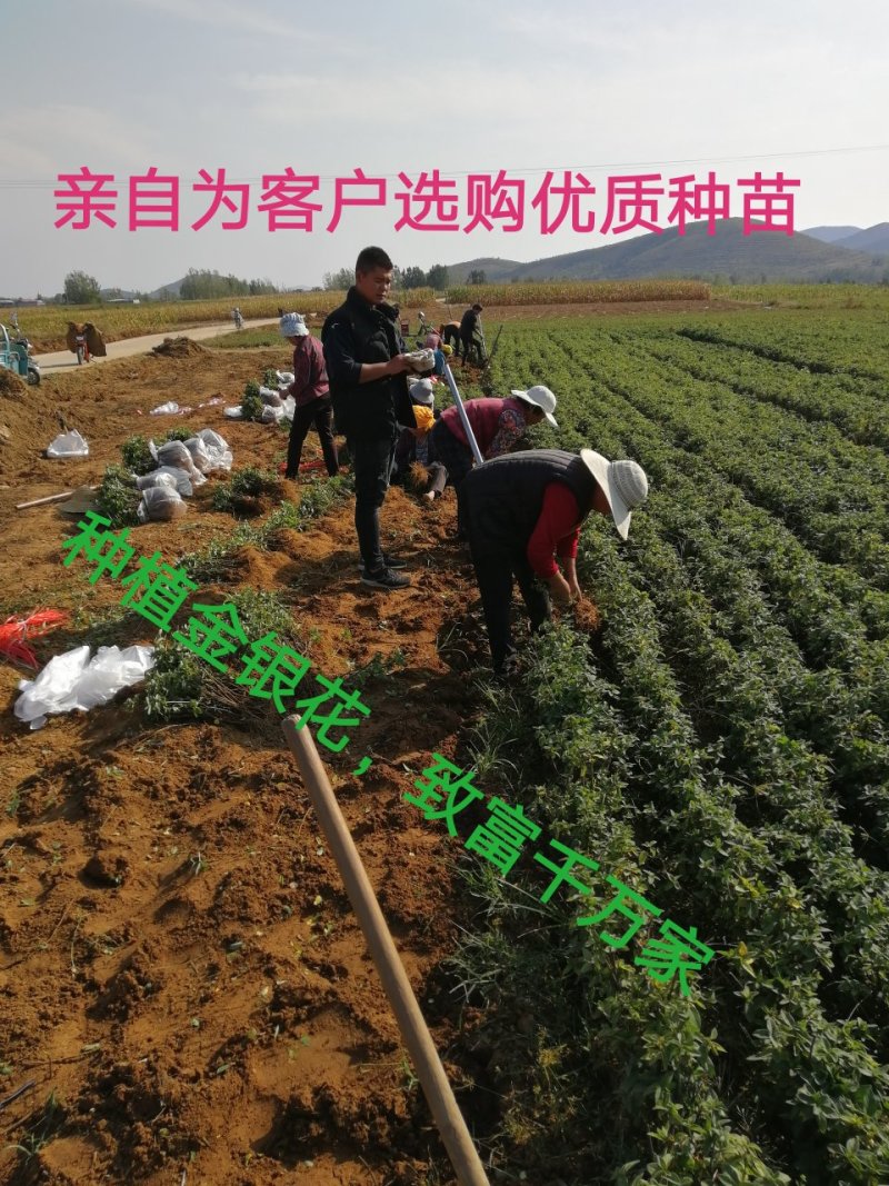 【放心苗】金银花苗四季树型2年生移栽苗直径0.8以上