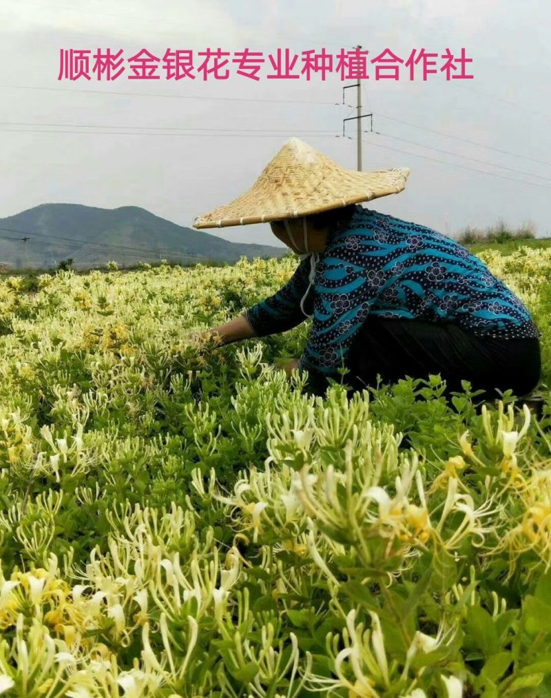 【放心苗】金银花苗四季树型2年生移栽苗直径0.8以上