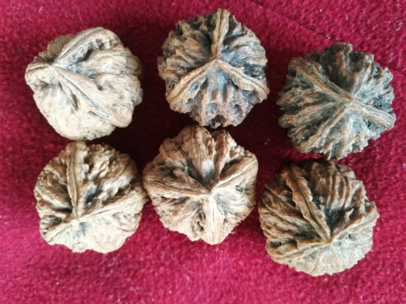 核桃，山核桃，秋子核桃工艺品核桃东北野生山核桃
