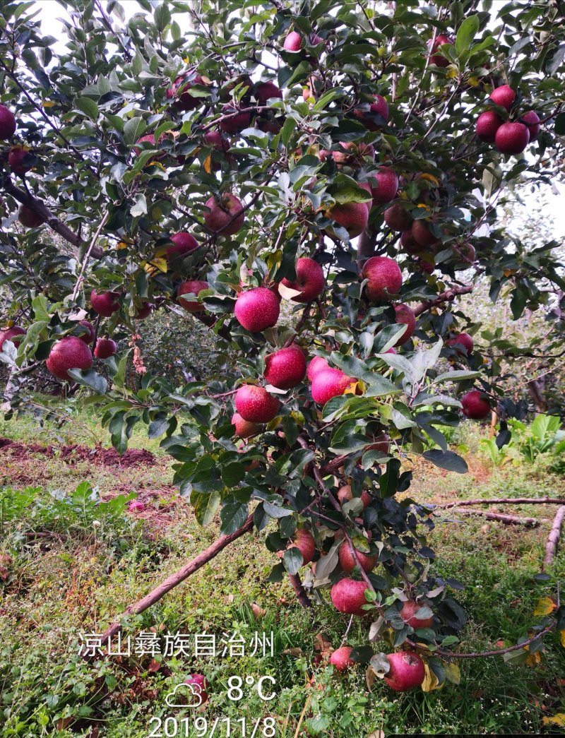 盐源冰糖心苹果四川大凉山盐源丑苹果脆甜红富士苹果