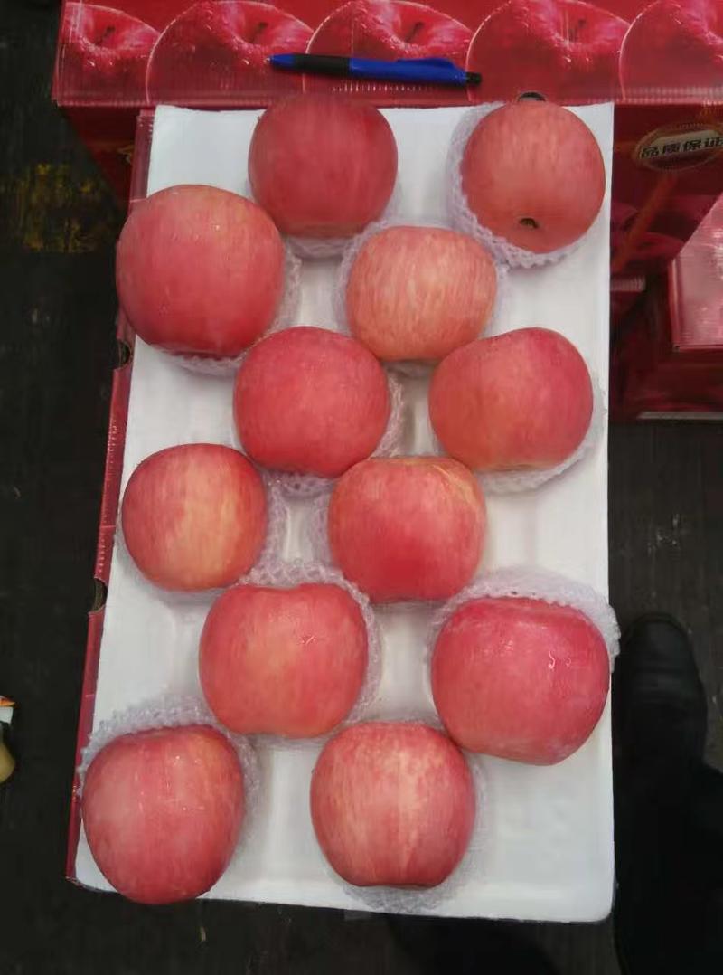 精品果【红富士苹果】冰糖心冷库全红纸袋条红纸加膜袋