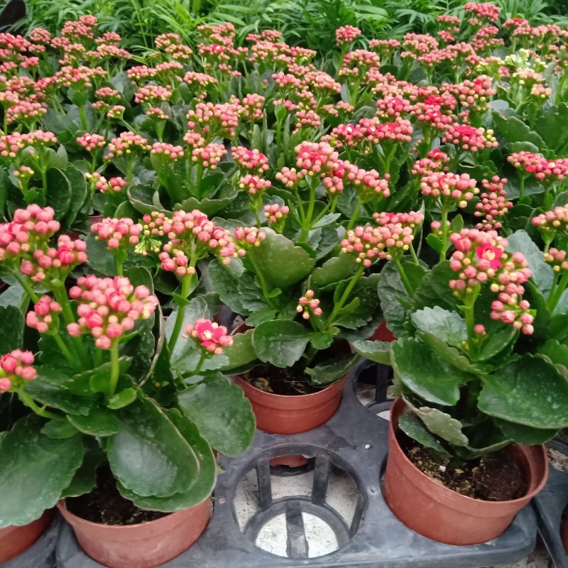 110#长寿花盆栽室内盆栽开花植物带花苞