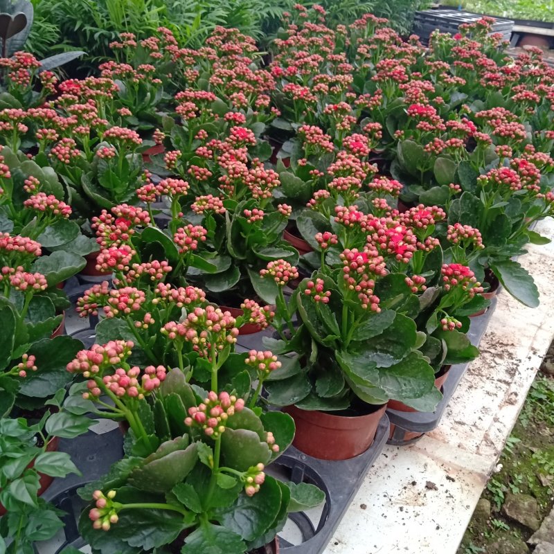 110#长寿花盆栽室内盆栽开花植物带花苞