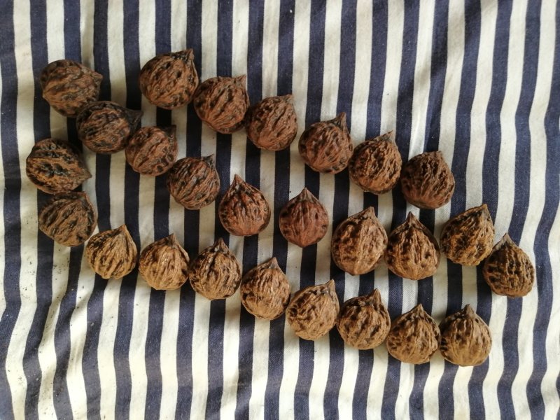 东北野生山核桃，厚皮秋子核桃，陈核桃，大量批发1元