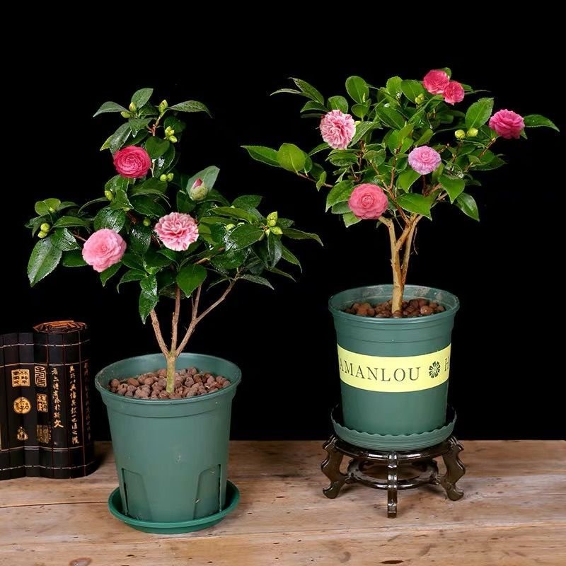 香妃茶花苗盆栽带花苞耐寒浓香型室内外庭院四季种植山茶花卉