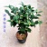 香妃茶花苗盆栽带花苞耐寒浓香型室内外庭院四季种植山茶花卉