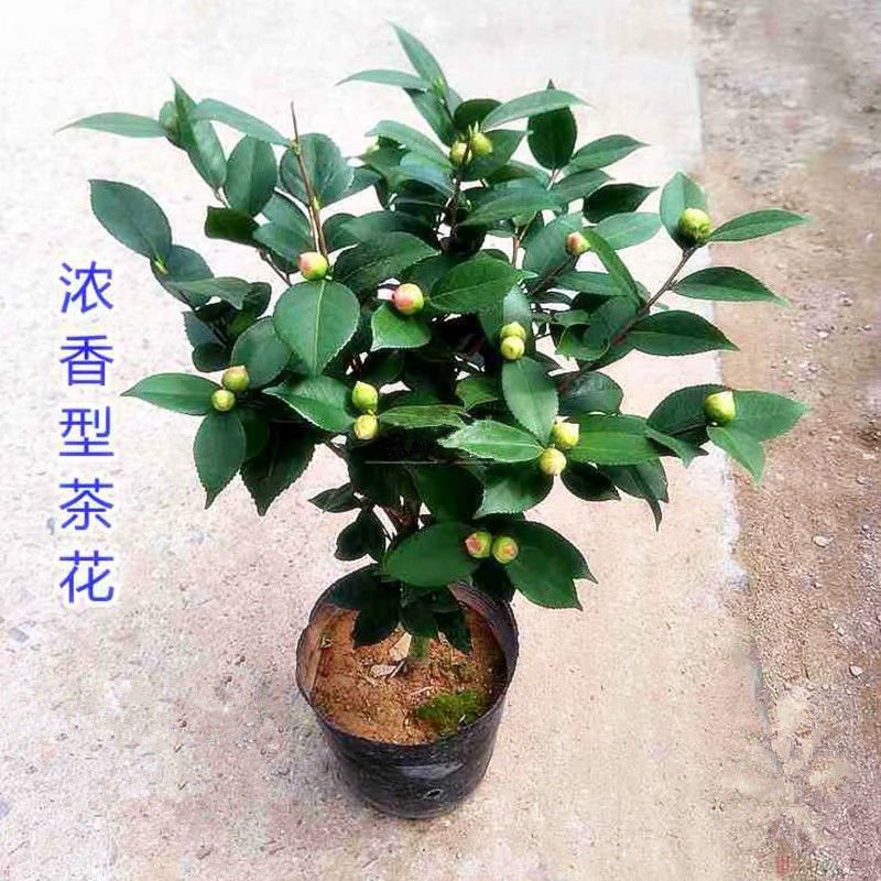 香妃茶花苗盆栽带花苞耐寒浓香型室内外庭院四季种植山茶花卉