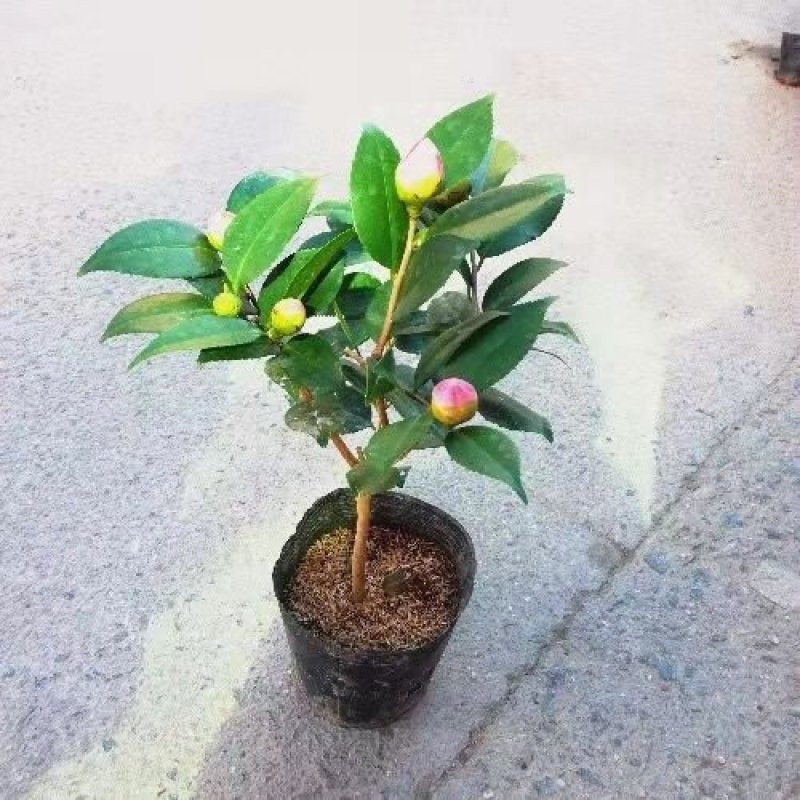 香妃茶花苗盆栽带花苞耐寒浓香型室内外庭院四季种植山茶花卉
