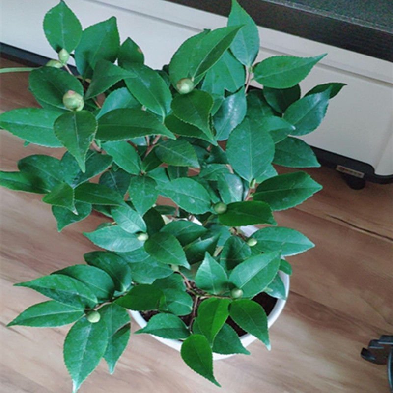 香妃茶花苗盆栽带花苞耐寒浓香型室内外庭院四季种植山茶花卉