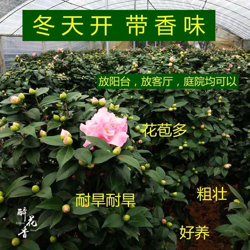 香妃茶花苗盆栽带花苞耐寒浓香型室内外庭院四季种植山茶花卉