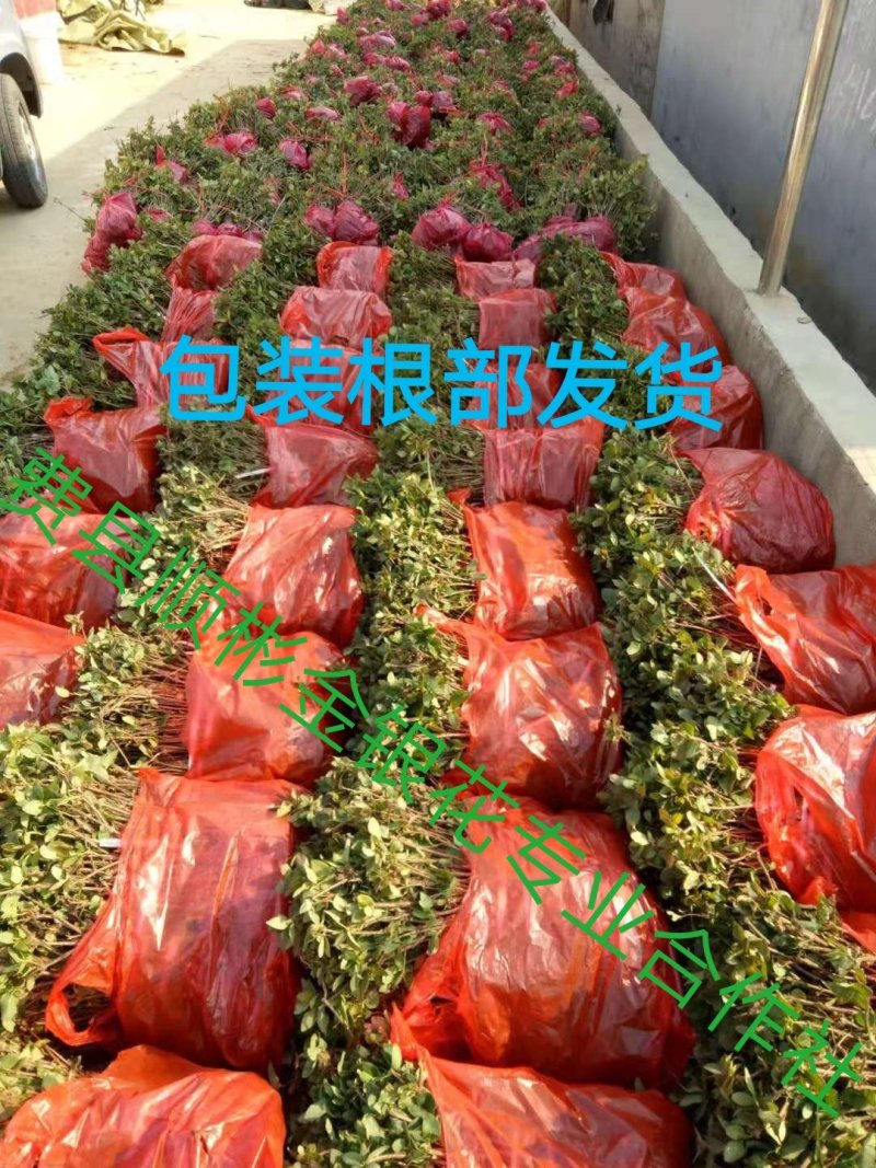 【合作社200亩】北花树型四季树型金银花苗药企合作包邮