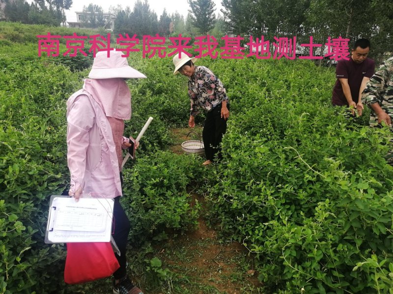 【合作社200亩】北花树型四季树型金银花苗药企合作包邮
