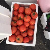 温州电商西红柿老家万亩西红柿上市销售欢迎全国各地经销