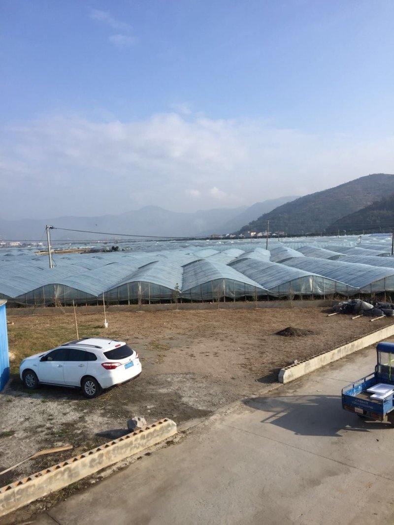 温州电商西红柿老家万亩西红柿上市销售欢迎全国各地经销