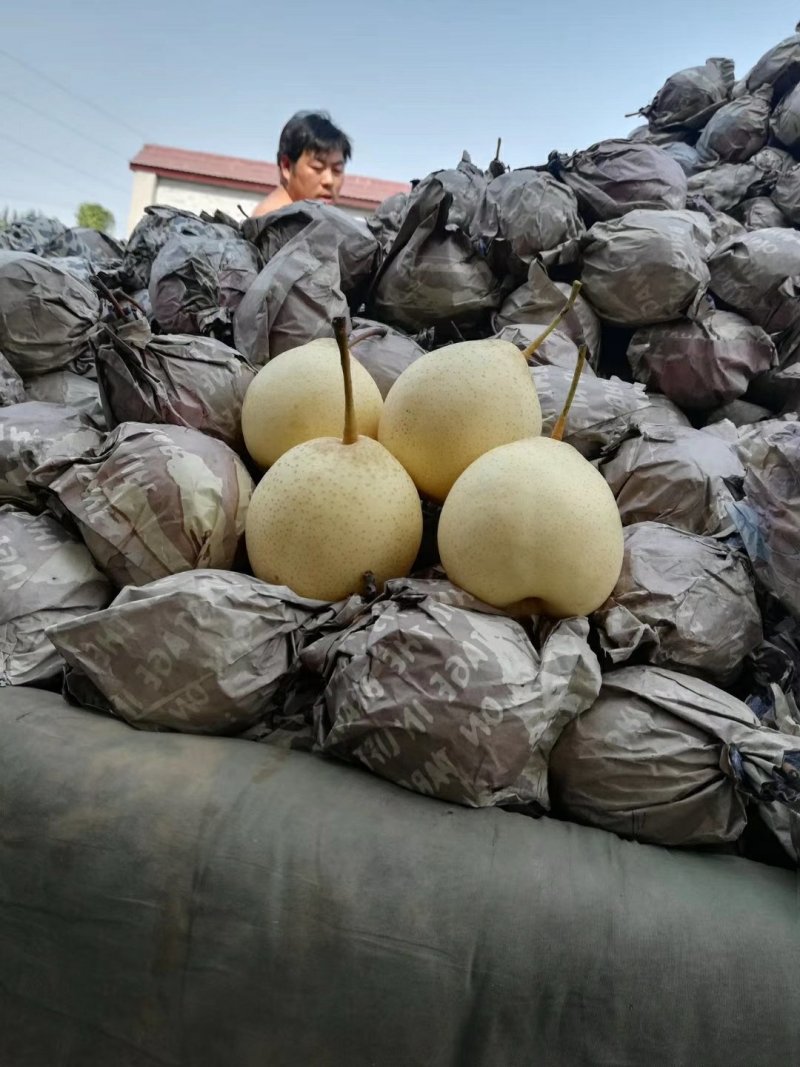 河北赵县精品鸭梨无坏果无黑心大量有货欢迎咨询
