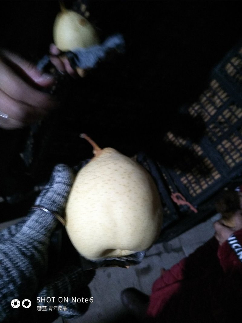 河北赵县精品鸭梨无坏果无黑心大量有货欢迎咨询