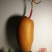 新货廊精品葫芦