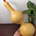 新货廊精品葫芦