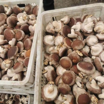808香菇津毓香菇出品必属精品量大从优一件也是批发价