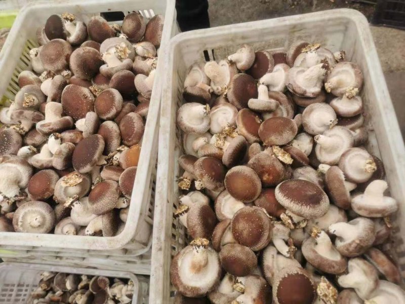 808香菇津毓香菇出品必属精品量大从优一件也是批发价