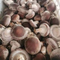 鲜香菇量大一手货源全年可供应一件也是批发价