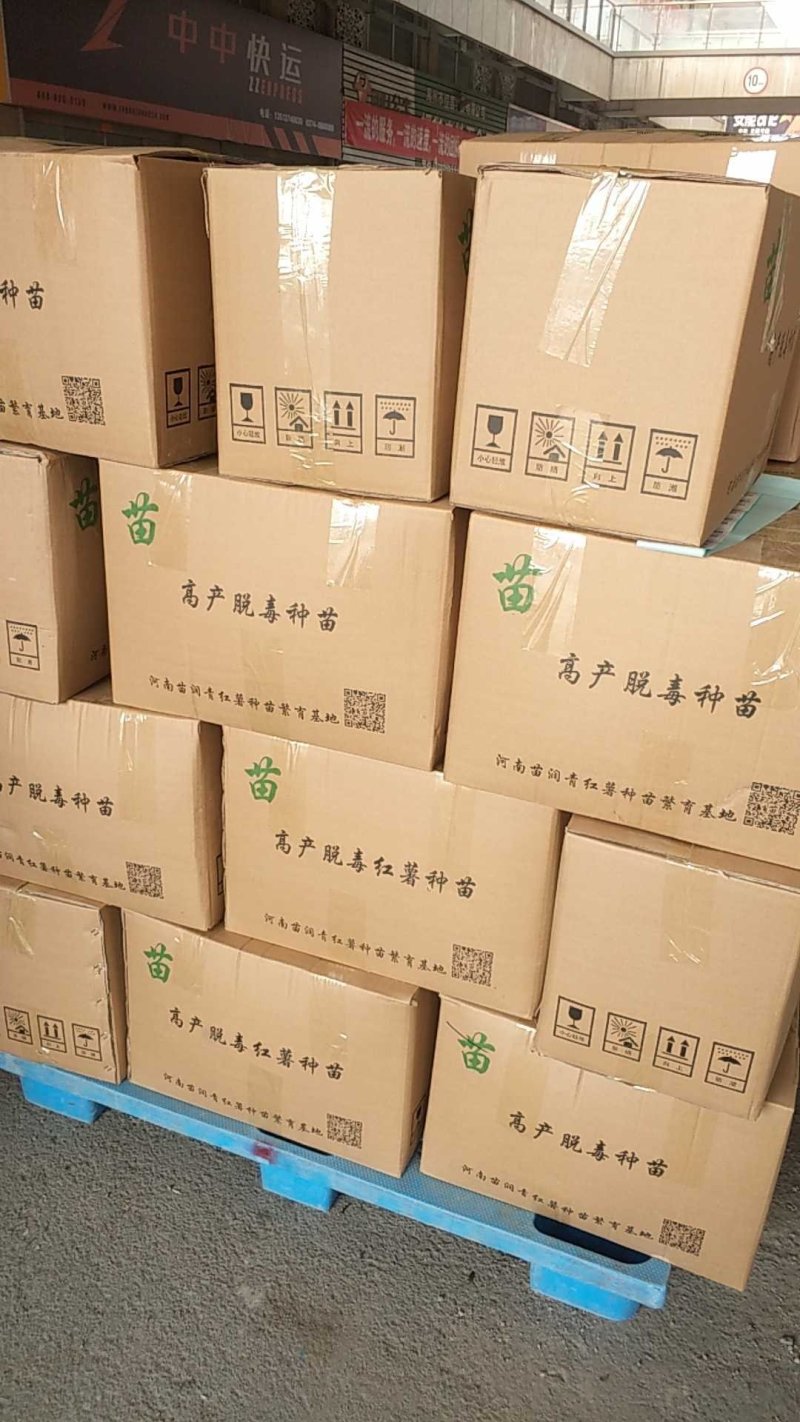 各种优质脱毒原种红薯苗，基地直供，河南省内支持线上交易