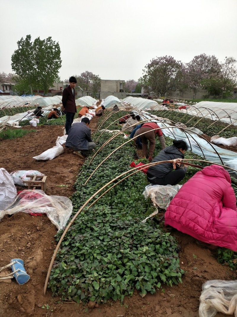 各种优质脱毒原种红薯苗，基地直供，河南省内支持线上交易