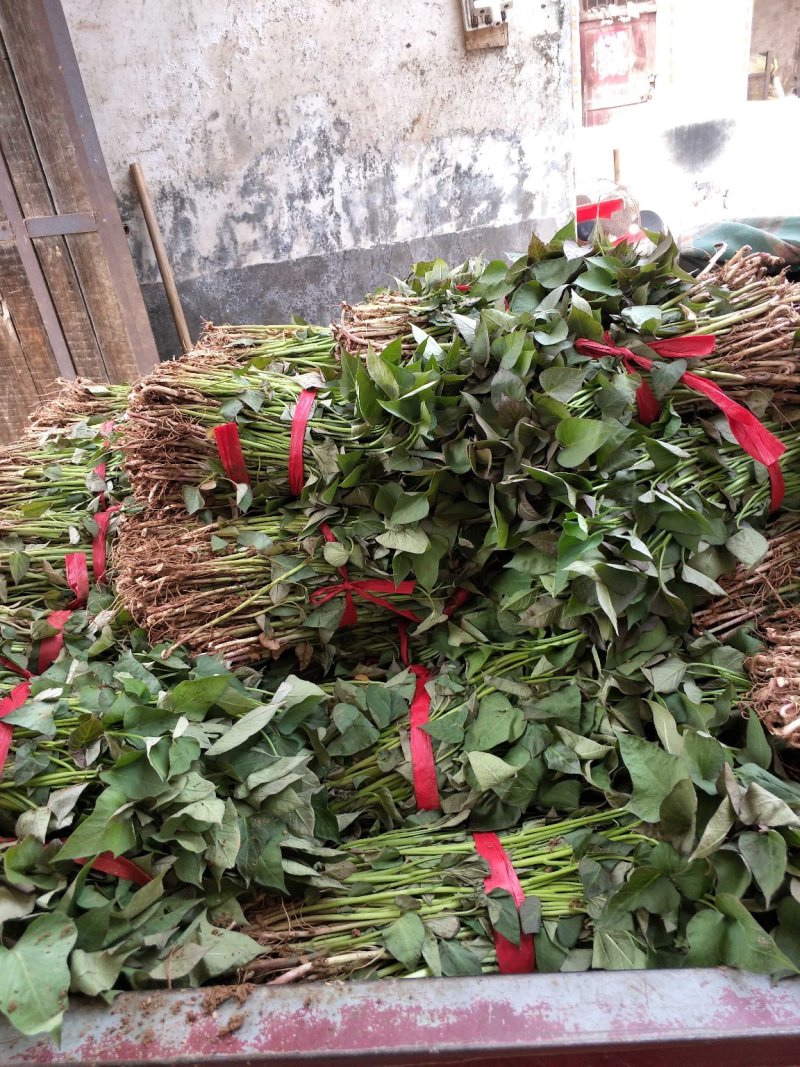 各种优质脱毒原种红薯苗，基地直供，河南省内支持线上交易