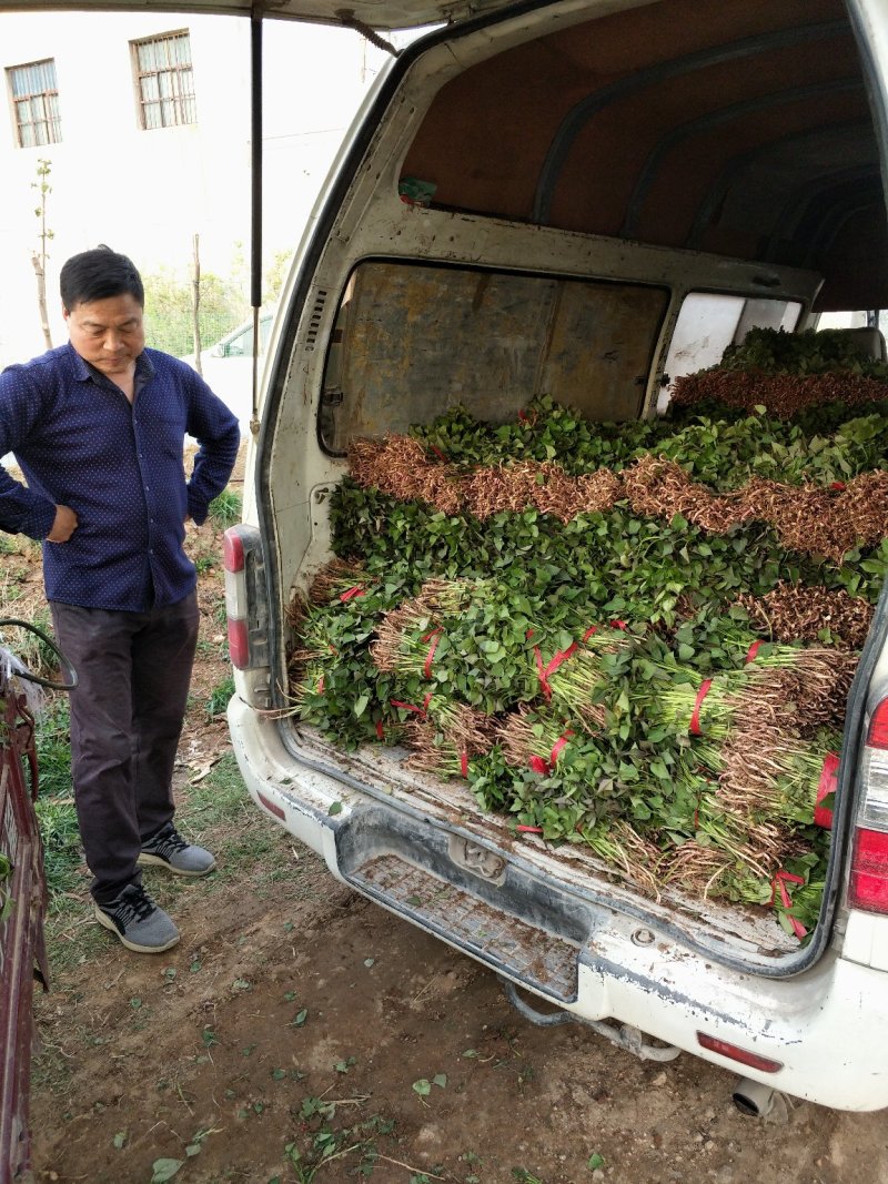 各种优质脱毒原种红薯苗，基地直供，河南省内支持线上交易