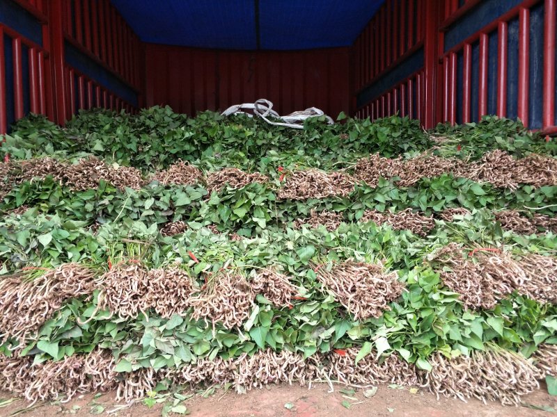 各种优质脱毒原种红薯苗，基地直供，河南省内支持线上交易