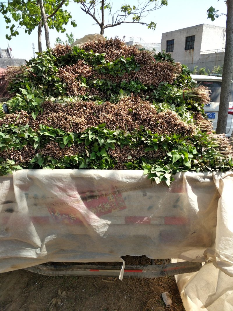 各种优质脱毒原种红薯苗，基地直供，河南省内支持线上交易